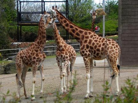Giraffes at Belfast Zoo copyright Kenneth Allen from Georgraph