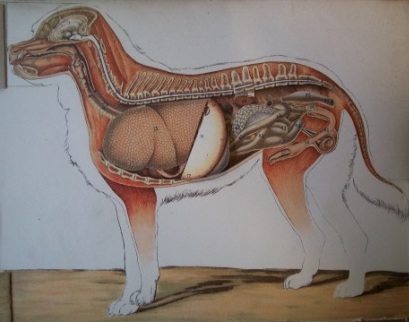 The Dog: its external and internal organisation. Plate 5 the internal organs