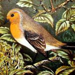 Image of Robin from The Smaller British birds with descriptions of their nests, eggs, habits, etc