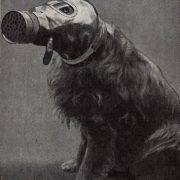 Dog in WW2 gas mask